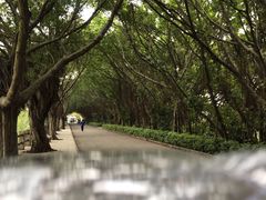 -大湾区中央湿地公园