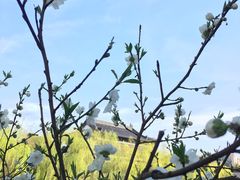 -南汇桃花村