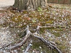 -黄海国家森林公园