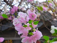 -深圳国际园林花卉博览园