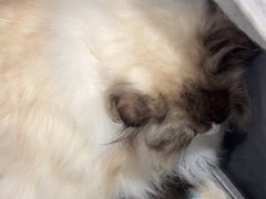 -瑞派宠物医院·犬猫全科·猫友好(宾水西道店)