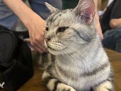 -猫猫幼稚园·撸猫·桌游·电玩