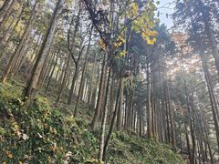 -大围山国家森林公园