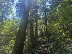 -天目山大树王景区