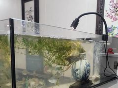 -观桥阁(锦溪店)