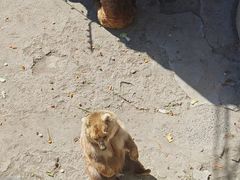 -哈尔滨北方森林动物园