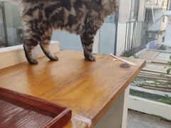 -有猫主题·治愈系猫咖(曾厝垵店)