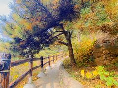 -北京十三陵国家森林公园蟒山景区