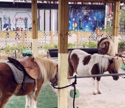 -萌宠亲子动物乐园(槐房万达店)