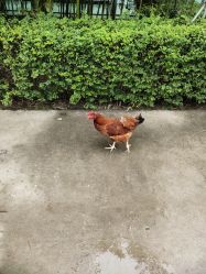 -上美四季动物农场