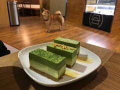 抹茶慕斯-柴务处·柴犬主题狗咖