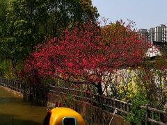 -南汇桃花村