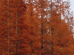 -白鹭湾湿地公园