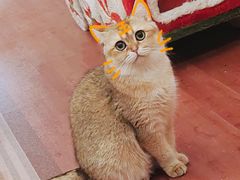 -MOCHA明星猫咖(田子坊店)
