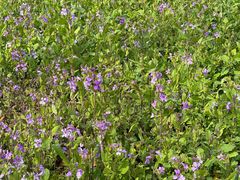 -泰州凤城河风景区-泰山公园