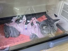 -谐和益家动物医院·免疫绝育·血液透析·宠保定点医院(高新伊藤分院)