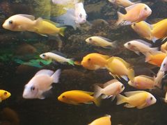 -沙沙哗啦海洋馆(华宇百花谷店)