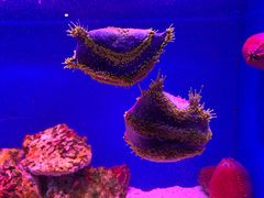 -上海海洋水族馆