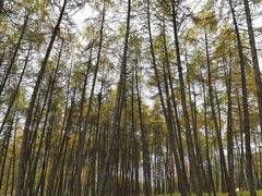 -硗碛藏寨·神木垒景区