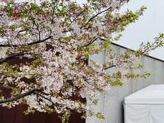 -龙美术馆(西岸馆)