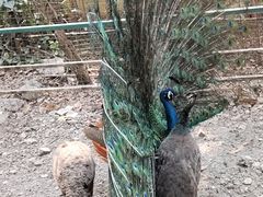 -瑞丽独树成林风景区