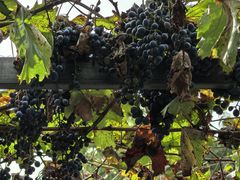 -钰田大院·碳烤虹鳟鱼·怀柔地道农家菜(雁栖湖店)