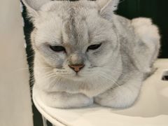 -猫儿山۰猫主题餐厅