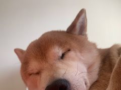 -老佛爷炭火蛙锅直营(清滨路总店)