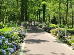 -合肥滨湖国家森林公园