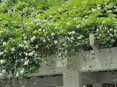 -绵阳人民公园(涪城区)