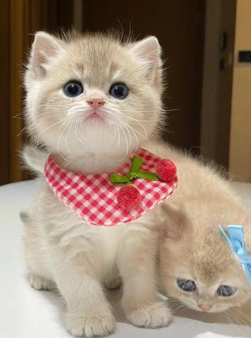 猫咪微笑萌翻天