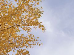 -金塔沙漠胡杨林景区