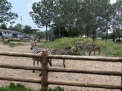 -大连森林动物园