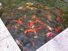 iphone_upload_pic-太湖湾开元名庭大酒店