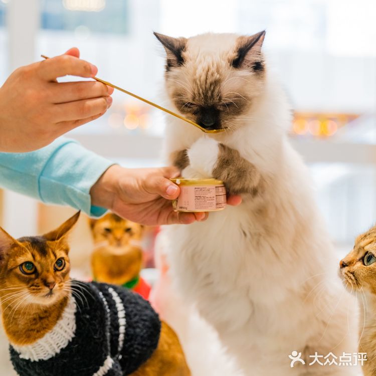 萌翻了！500m²的「猫咪游乐园」，30+只喵rua到手软！