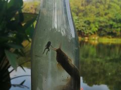 -深圳仙湖植物园