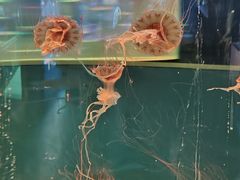 -苏州海洋馆