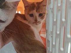 -瑞派长江宠物医院·猫科·外科·24小时夜护(谊城公寓分院)