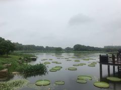 -荷塘月色湿地公园·向阳花洲