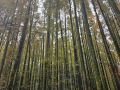 -山王坪喀斯特国家生态公园