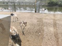 -盐城丹顶鹤湿地生态旅游区