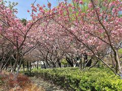 -昆山城市生态森林公园