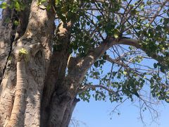 -三亚南山文化旅游区