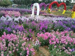 -松山湖梦幻百花洲