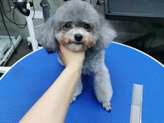 -PETKIT 小佩宠物·低压洗护·美容·寄养(安远店)