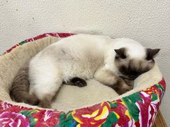 -猫小院猫主题餐厅(南锣旗舰店)