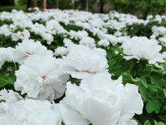 -洛阳市隋唐城遗址植物园