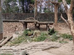-都江堰中华大熊猫苑