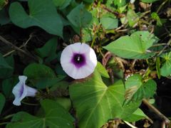 -杨柳青园艺科技博览园