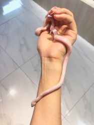 -Moni星球萌宠·小马宝莉·灵蛇·高端高阶全萌宠互动体验俱乐部(红豆国际广场店)